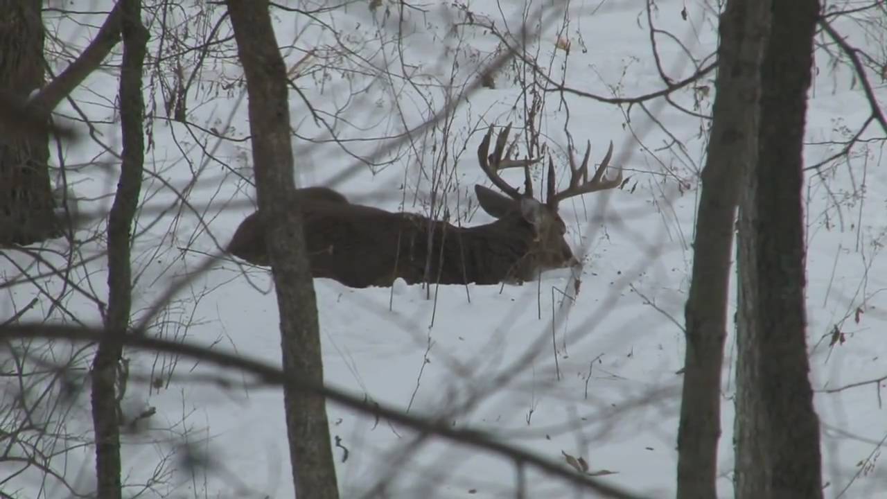 Iowa Trophy Whitetail Hunting. YouTube