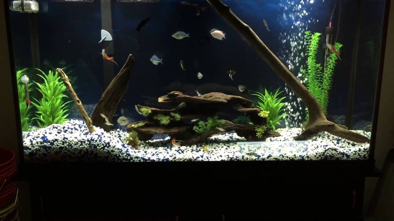 60 gallon freshwater aquarium
