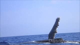 Slap-happy Whale right beside Kayak