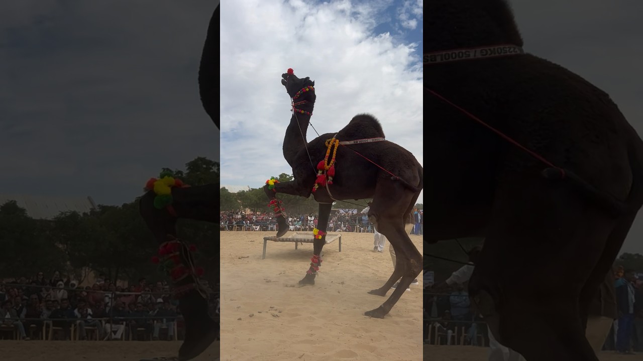 Came dancing Bikaneri 