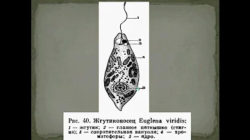 Типы и способы движения, питания, выделения у простейших. Скачать презентацию.