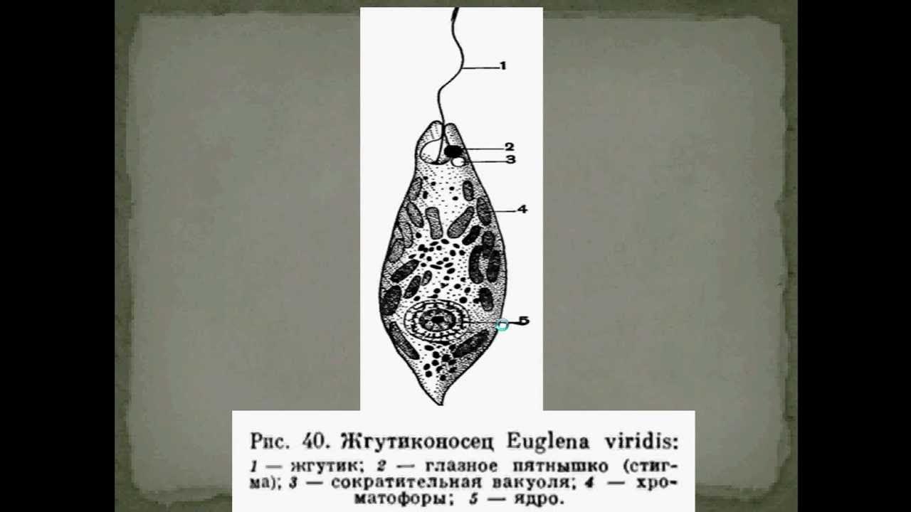 Значение класса жгутиконосцы. Выделение жгутиконосцев. термиты и жгутиконосцы. экструсомы простейших. корова и жгутиконосцы.