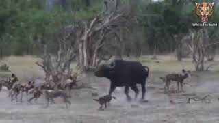 Buffle Vs Chiens Sauvages - Le Buffle Nabandonne Pas Le Siège Des Chiens Sauvages