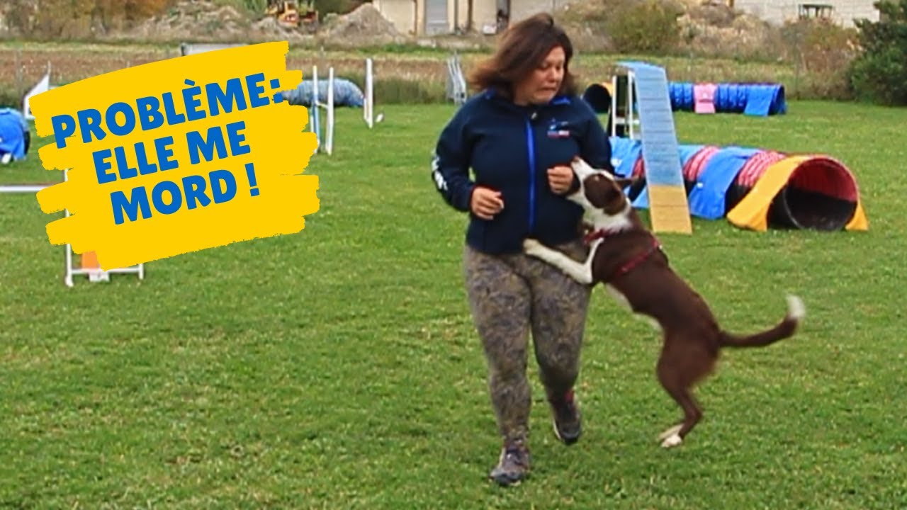 Mon chien me saute dessus et me mord dès que je courre: on résout ce problème ensemble avec Soon
