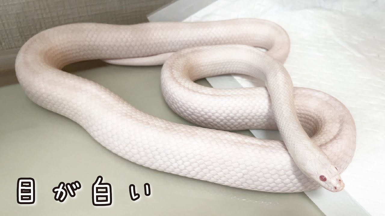 白蛇】見たくてシートをとったら脱皮前だった - YouTube