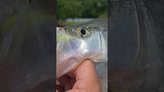 Golden Eye #thumpy