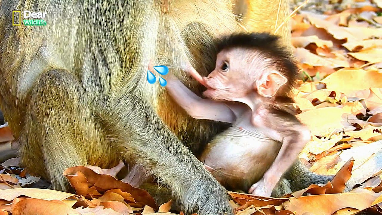 Little baby Vigo looks is very pitiful & cutest baby wildlife Vigo trying hard to drink mother milk