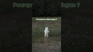  Pourquoi Ton Chien Fugue  