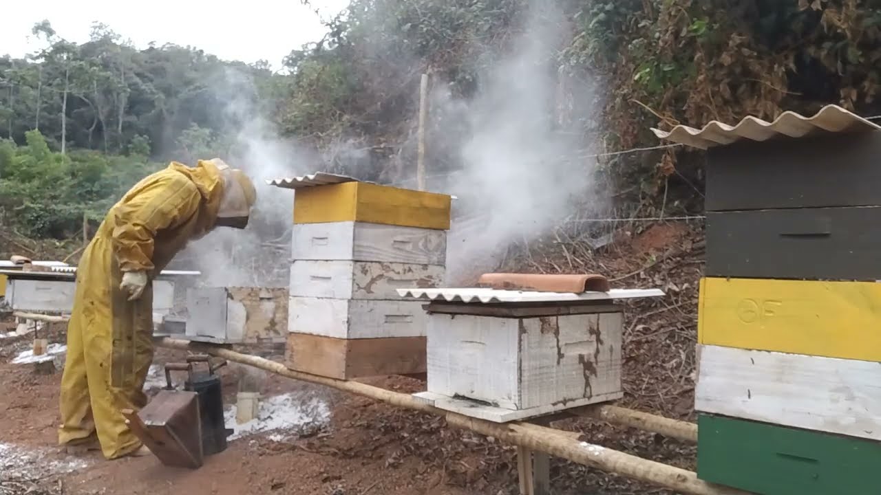 🟡😱As ABELHAS operárias voltaram para o APIÁRIO antigo o que você deve fazer agora🌻🐝