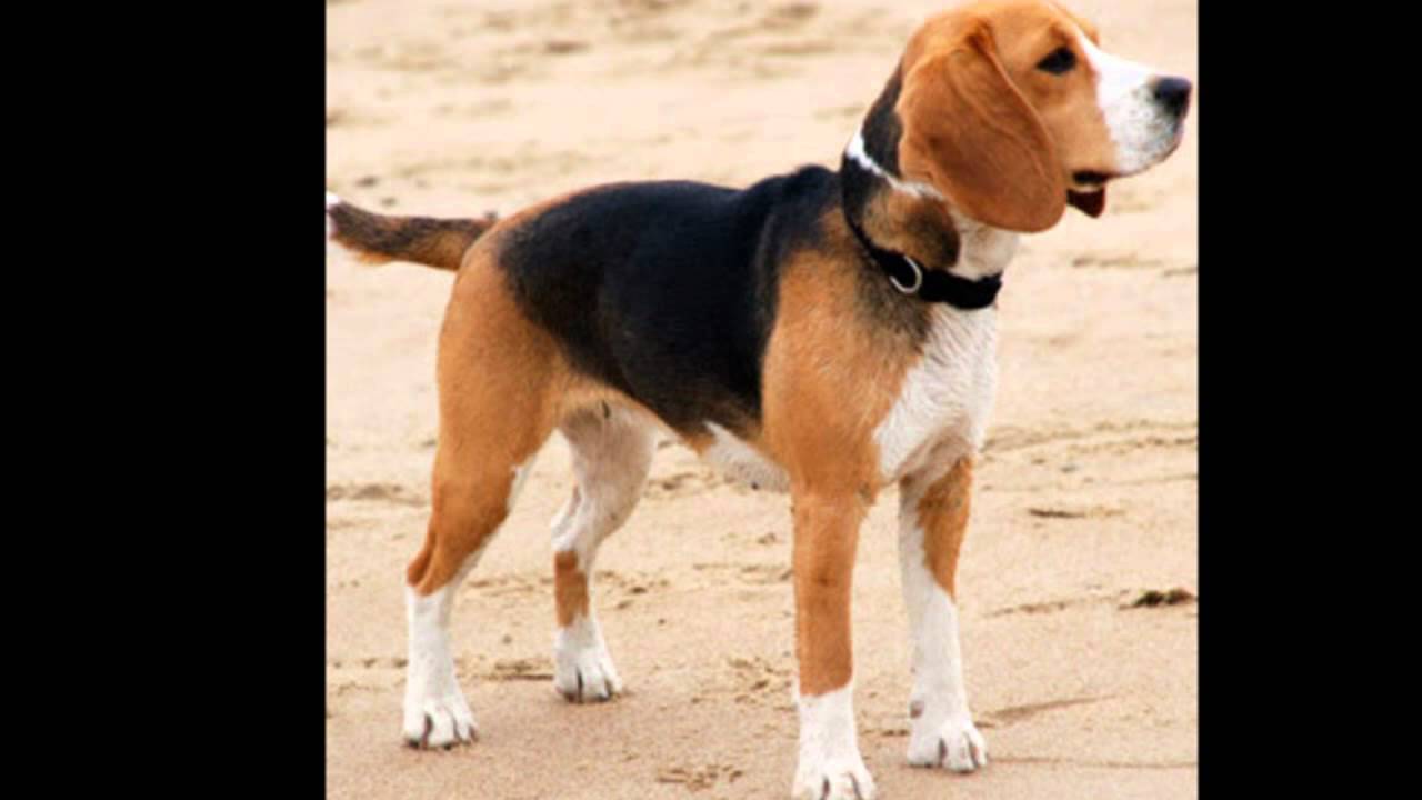 Watch Dogs PC - FINAL BOSS