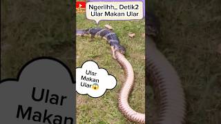 Ular Makan Ular