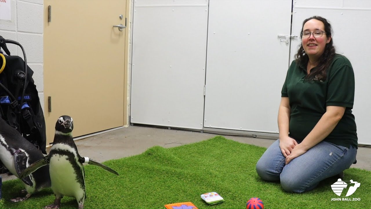 Zoo Insider - Magellanic Penguins