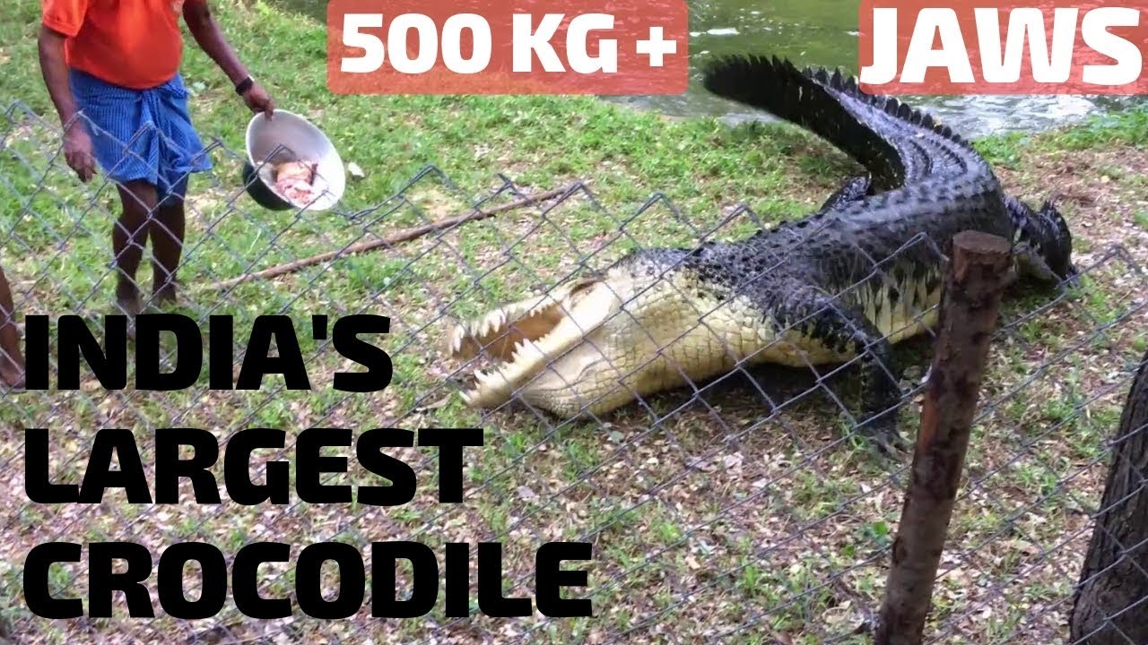 Madras Crocodile Bank Tour 2018 | Asia's First Crocodile Breeding Centre