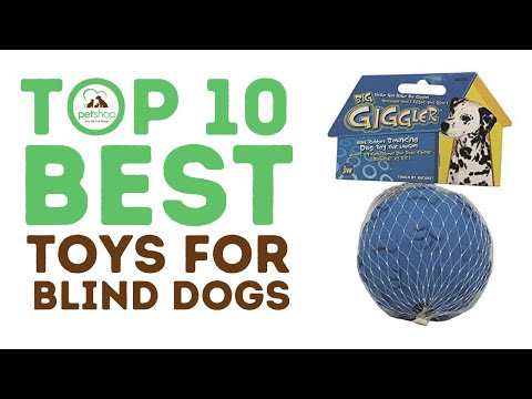 10 Best Toys for Blind Dogs on