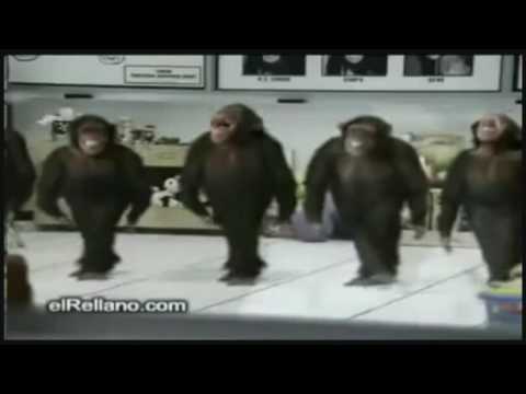 Funny Monkey Dance Broadway Version.