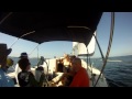 Jolly Sailing in Pensacola Beach ~ Sailing, Snorkeling, SUP, Dolphin and Sunset Cruises