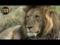 safariLIVE - Sunrise Safari - November 18, 2018