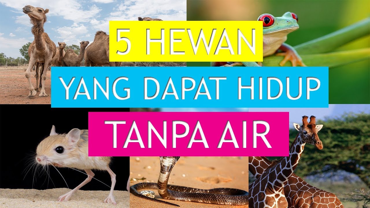 5 HEWAN  YANG  DAPAT  HIDUP TANPA AIR YouTube