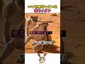いつも見守っている母ライオン