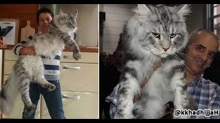 Cute is Not Enough - Cute Dogs and Cats Doing Funny Things 2019 #14 - FunnyAnimals