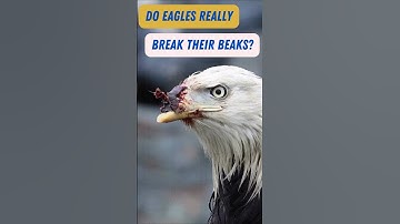 Do Eagles Really Break Their Beaks to Live Longer? #EagleFacts #Birding #Eagles