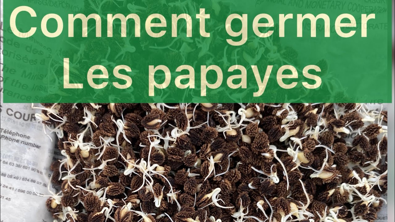 Culture de papaye au Cameroun : La Germination Complète des Graines de Papaye