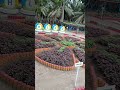 referensi kebun gizi #berkebun#