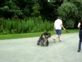 Taury, A GSD with DM, thanks the crew at Eddie&#39;s Wheels for his dog wheelchair