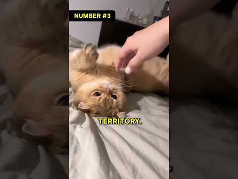 Five Ways Cats