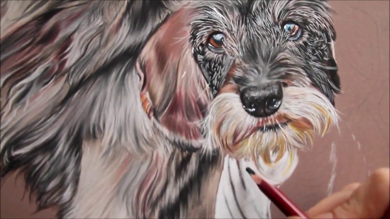 Dessin Pastel Chien Par Samos17