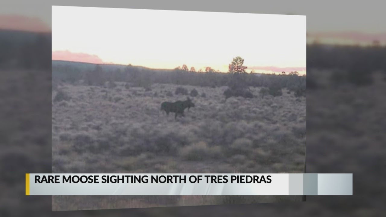Rare sighting Moose spotted wandering northern New Mexico YouTube