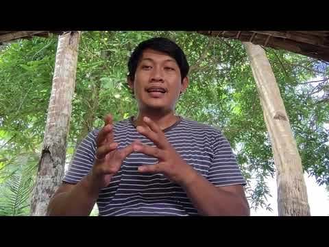 Video: Ano Ang Edad Ng Pagbubuntis Ng Mga Daga