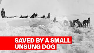 Famous This Week in History– Togo Saves the Day in Alaska Net Worth