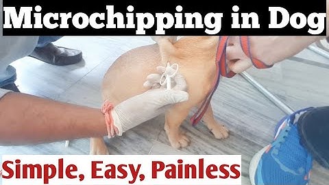 Microchip Procedure in puppy/dog. KCI breed dog microchipping Technique #kciregistered #dogbreeds