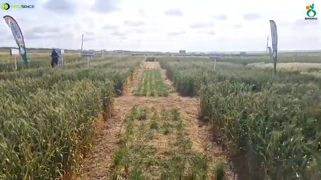 Droëland koring hier op Nampo Kaap 2022