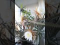 Selenicereus grandiflorus - flower time lapse 2