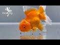 Quarantine New Oranda Goldfish