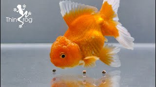 Quarantine New Oranda Goldfish