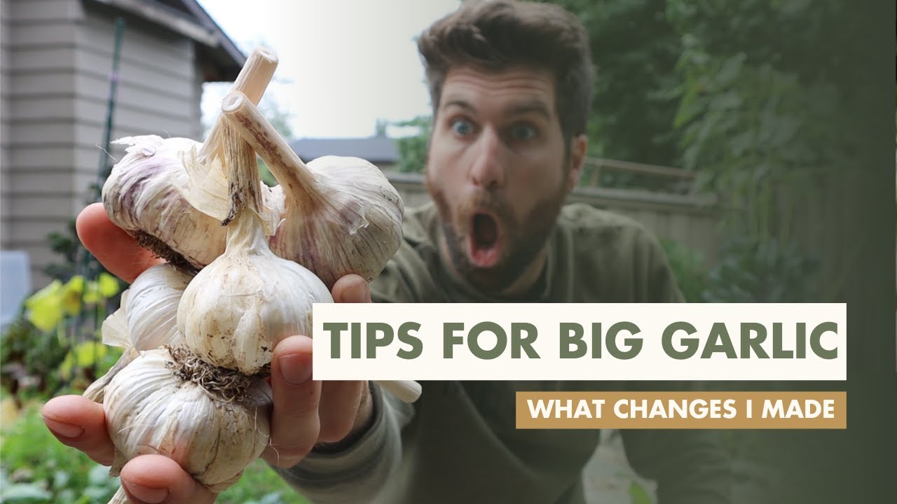 5 Tips To Grow BIG Garlic YouTube