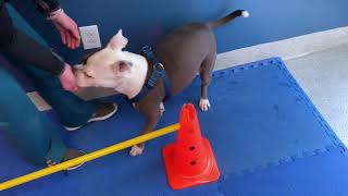Dog exercises: Side stepping and backwards walking