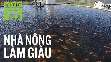 Nuôi cá rô phi bằng công nghệ Biofloc: Hiệu quả bất ngờ I VTC16