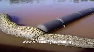 Sucuriju Gigante Encontrada No Interior De Goiás Giant Sucuriju