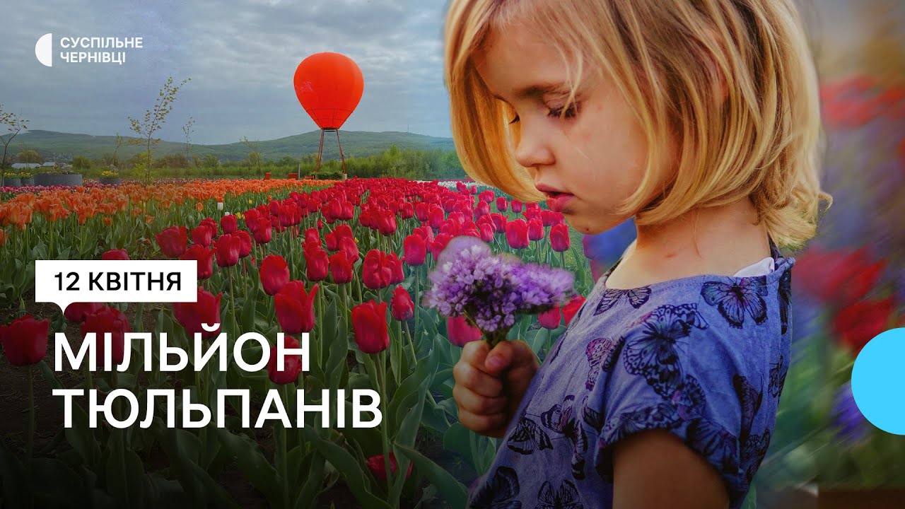 Тюльпанове поле в Мамаївцях 2024 — що там можна побачити і які відгуки відвідувачів