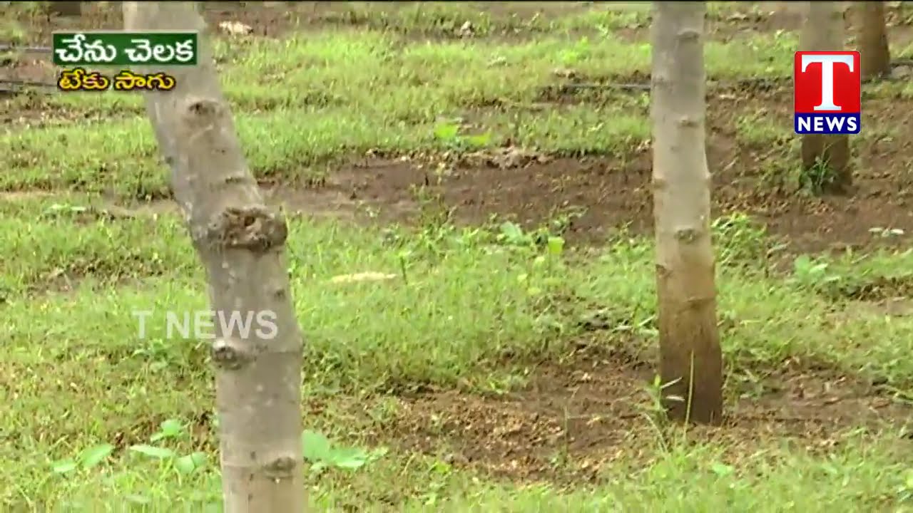 Tissue Culture Expert Veerareddy about Teakwood | TNews Telugu