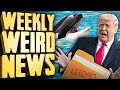 Is Trump SUNK? + Orca War Continues - Weekly Weird News