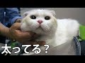 プロのシャンプー前に問診を受けるまん丸顔の猫。スコティッシュフォールドのはく
