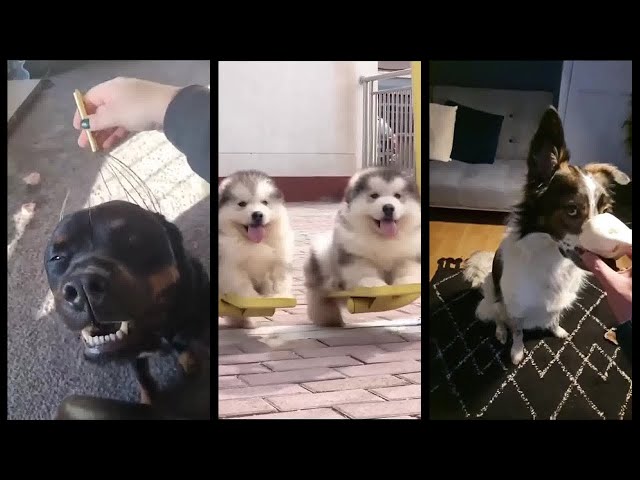 Cute and Funny Dogs #3 2022