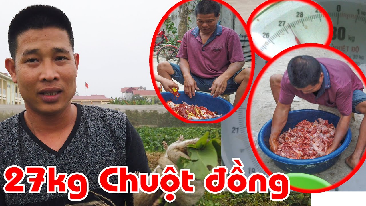 Bắt Chuột Đồng đẳng cấp nhất miền Bắc có flycam đi do thám