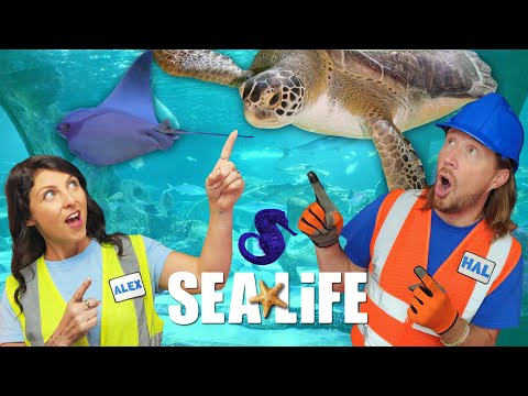 Klusjesman Hal maakt een kerstkrans! 🎄 DIY-ornamenten en kerstplezier met de geweldige Alex