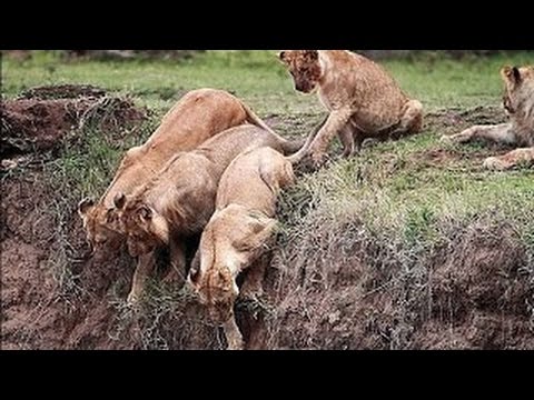 Miraculous rescue of a young lion / Lions cub rescued from gorge depth of 12 m / Amazing rescue